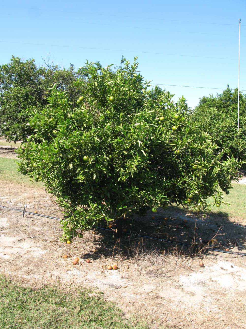            Habit (Winter Haven, FL)   